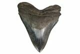 Serrated, Fossil Megalodon Tooth - South Carolina #160411-1